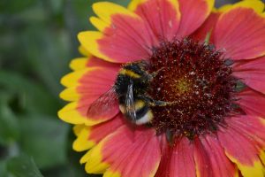 Hummel an Kokardenblume