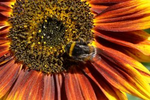 Hummel an Sonnenblume