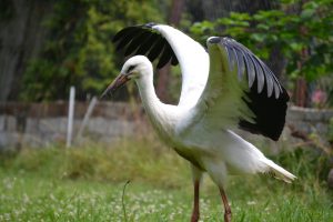 Jungstorch zu Besuch im Garten