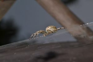 Kreuzspinne