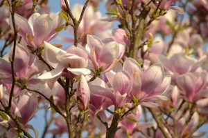 Magnolienblüte