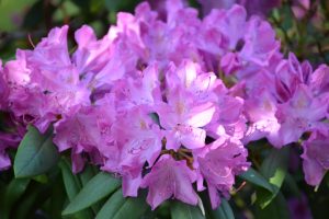 Rhododendron