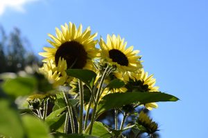 Sonnenblumen