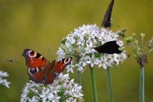 Tagpfauenaugen mögen Allium
